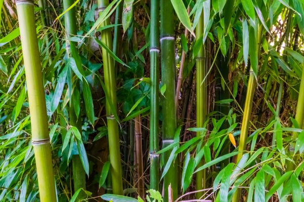 Bamboo Trimming in Orlando
