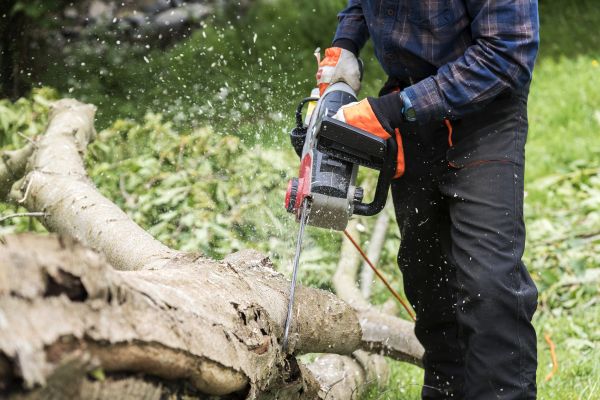 Branch Removal Service in Orlando