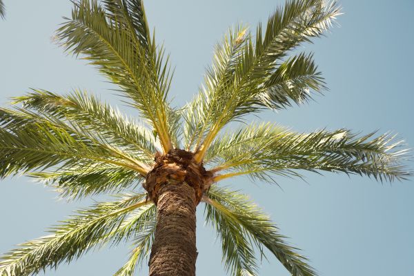 Palm Tree Pruning in Orlando