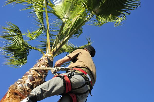 Palm Tree Trimming in Orlando