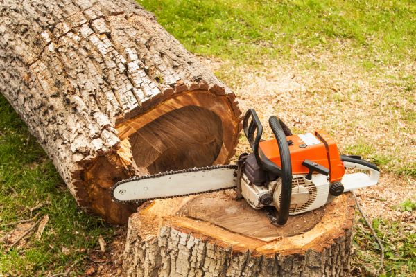 Tree Cutting Service in Orlando