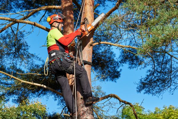 Tree Service in Orlando