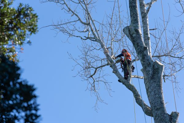 Tree Topping Service in Orlando