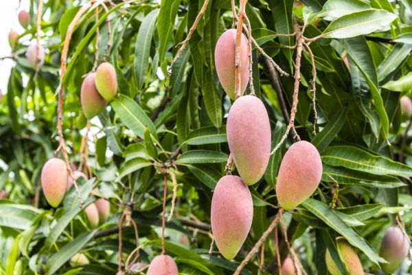 Mango Tree Trimming in Orlando