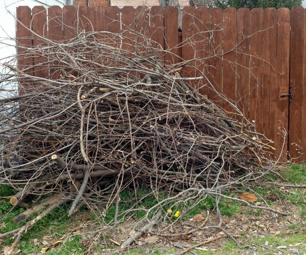 Dead Branch Removal in Orlando
