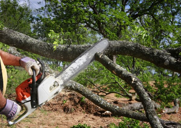 Tree Branch Cutting in Orlando