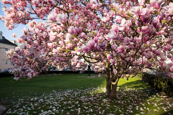 Ornamental Tree Pruning in Orlando