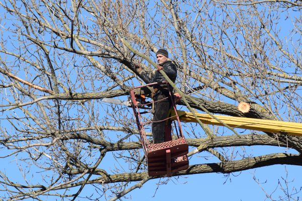 Emergency Tree Trimming in Orlando