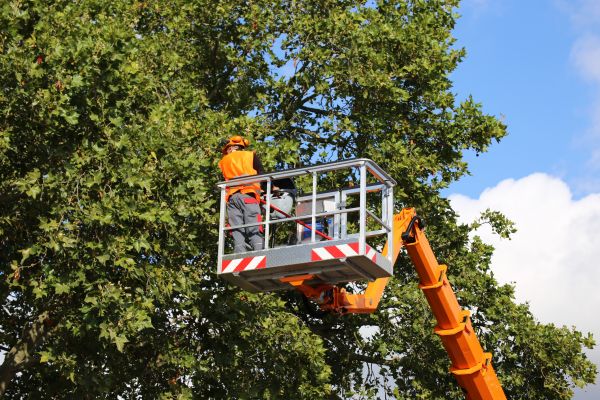 Commercial Tree Service in Orlando