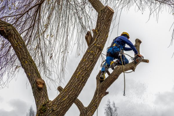 Tree Maintenance Service in Orlando