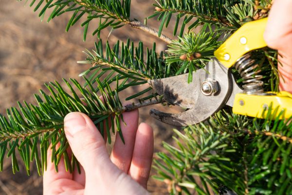 Pine Tree Pruning in Orlando