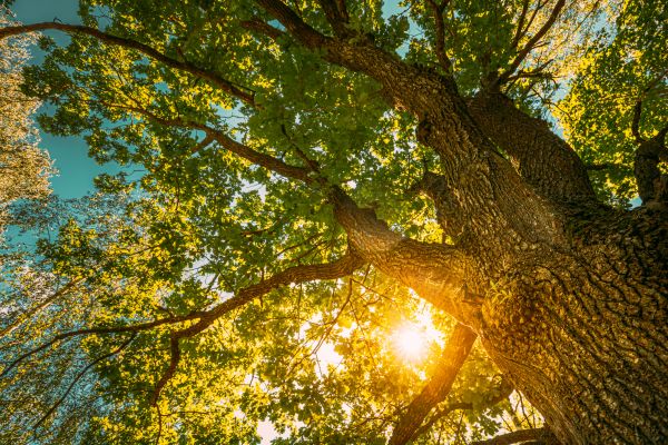 Oak Tree Pruning in Orlando