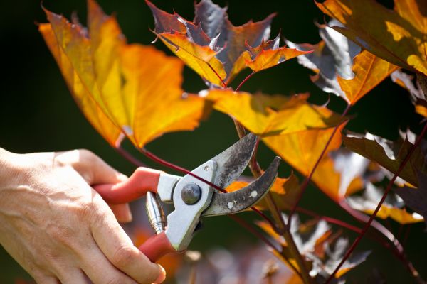 Maple Tree Pruning in Orlando
