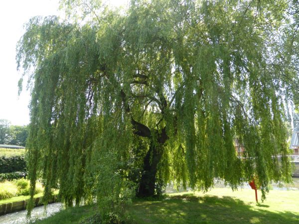 Willow Tree Trimming in Orlando