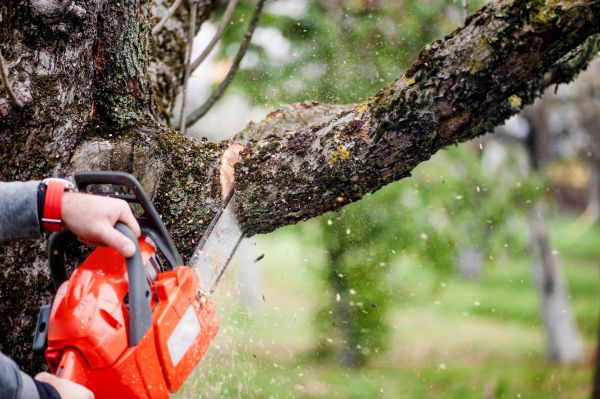 Tree Limbs Removal in Orlando