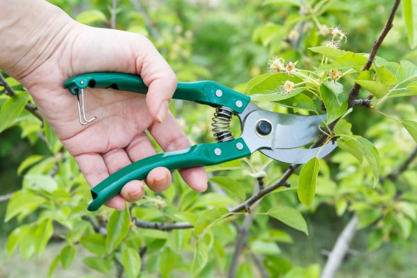 Pear Tree Pruning in Orlando