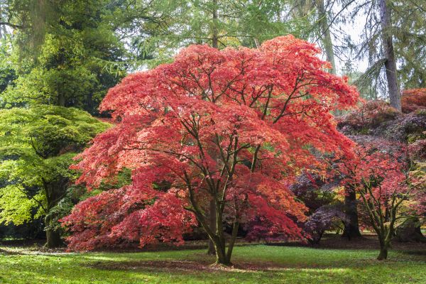 Japanese Maple Pruning in Orlando