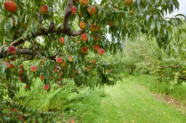 Peach Tree Pruning in Orlando