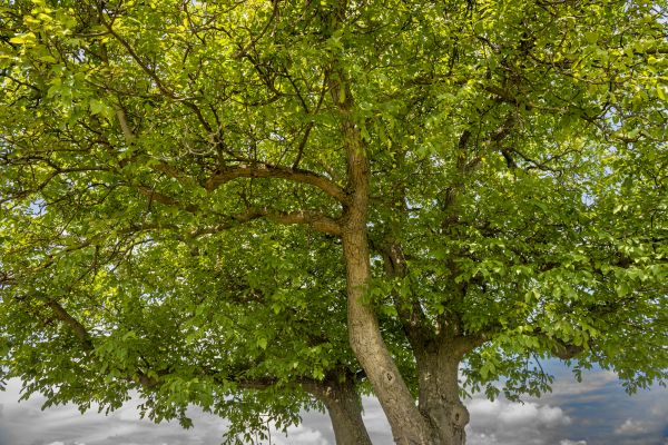 Walnut Tree Trimming in Orlando