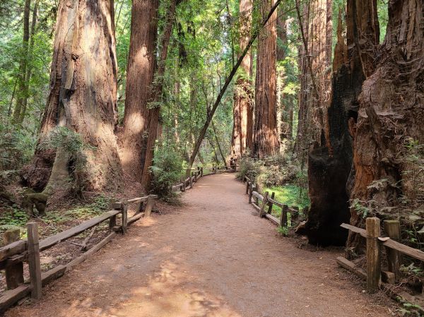 Redwood Tree Pruning in Orlando