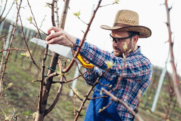 Orchard Tree Pruning in Orlando
