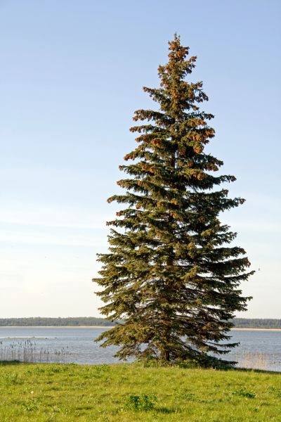 Spruce Tree Pruning in Orlando