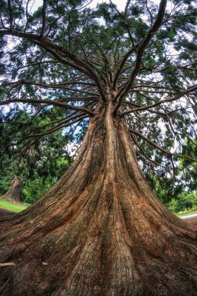 Cedar Tree Pruning in Orlando
