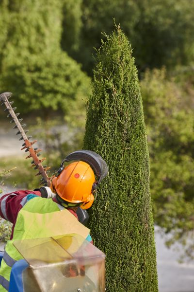 Cypress Tree Trimming in Orlando