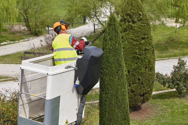 Cypress Tree Pruning in Orlando