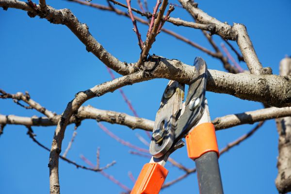 Peach Tree Trimming in Orlando