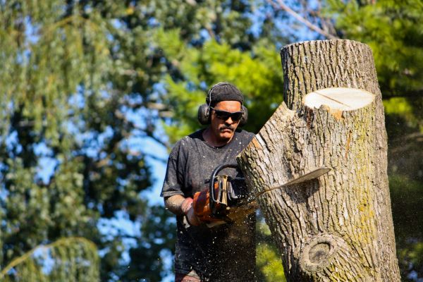 Ash Tree Pruning in Orlando