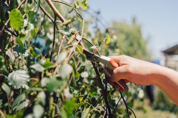 Birch Tree Pruning in Orlando