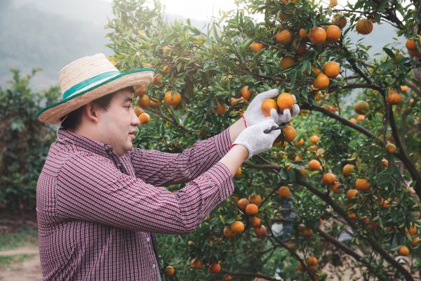 Orange Tree Pruning in Orlando
