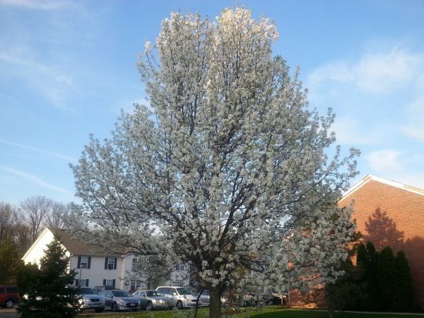 Bradford Pear Tree Pruning in Orlando