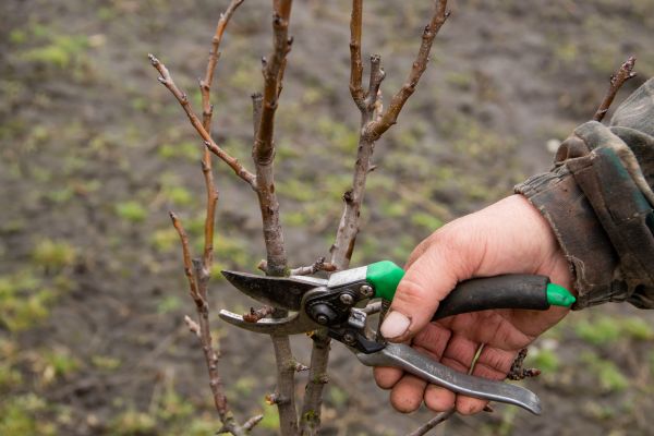 Pear Trees Pruning in Orlando