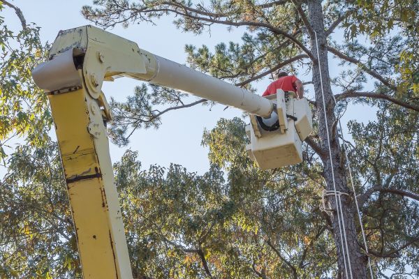 Limbs Trimming in Orlando