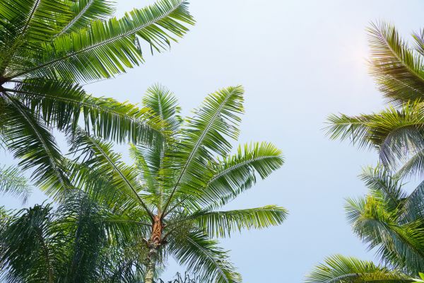 Queen Palm Tree Trimming in Orlando