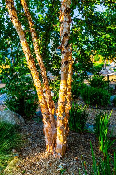 River Birch Trimming in Orlando
