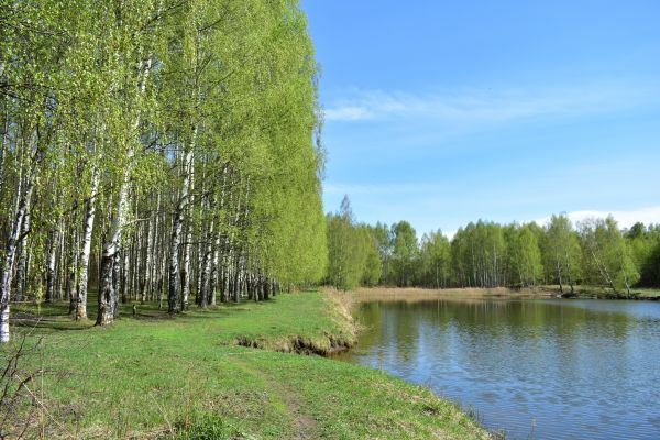 River Birch Pruning in Orlando