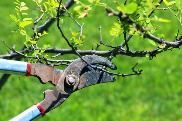 Branches Pruning in Orlando