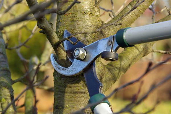 Tree Limb Trimming Service in Orlando