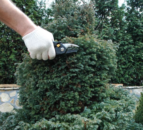 Ornamental Tree Trimming in Orlando