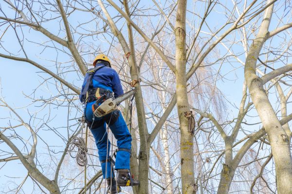 Large Tree Trimming in Orlando
