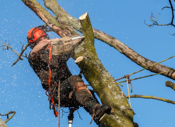 Tree Trimming Service in Orlando