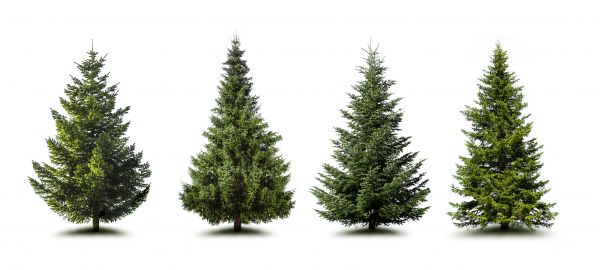 Cost of Pine Tree Trimming in Orlando