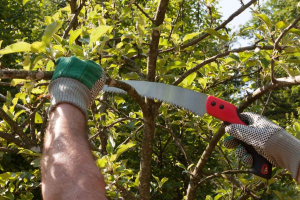 Apple Tree Trimming in Orlando