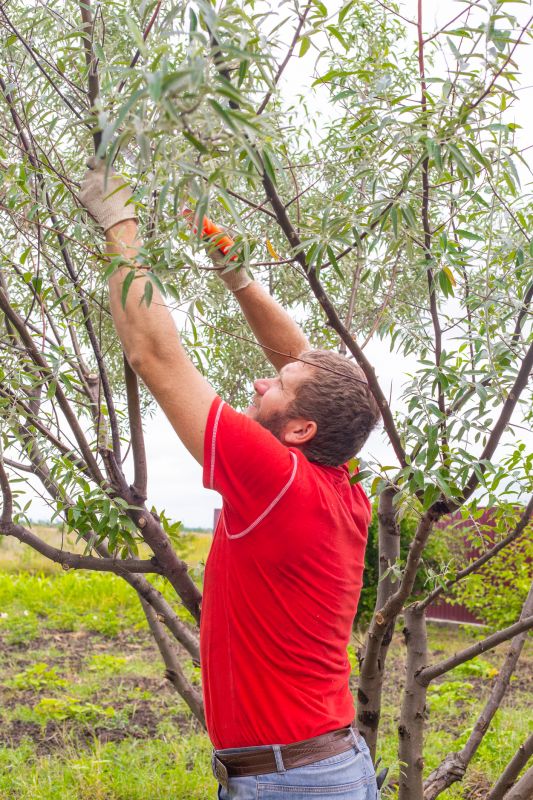 Beech Tree Pruning